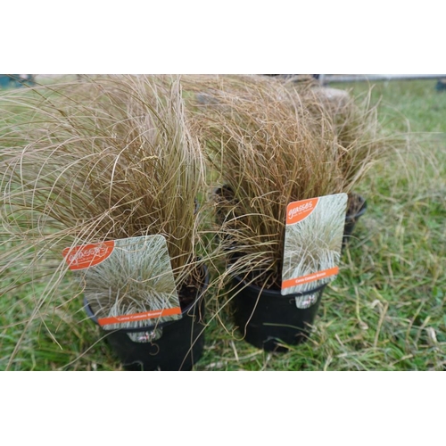 45 - Grasses x 5 +VAT