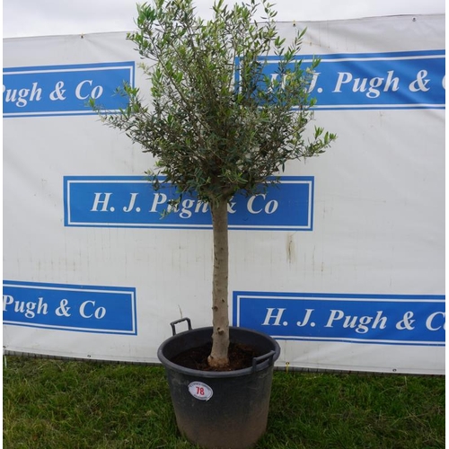 78 - Olive tree 6ft +VAT