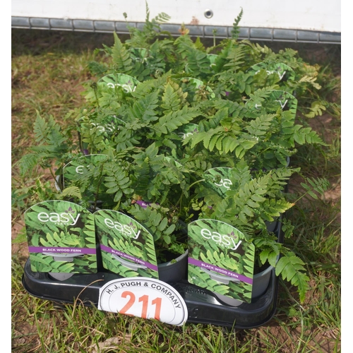 Block Wood fern -15 +VAT