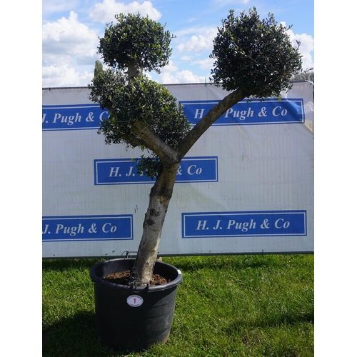 1 - Specimen Olive 8ft +vat
**START OF DAY 1**