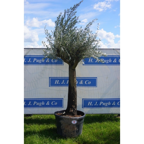 10 - Specimen Olive 8ft +vat