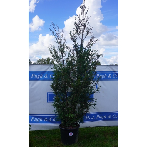 100 - Sequoia 10ft +VAT