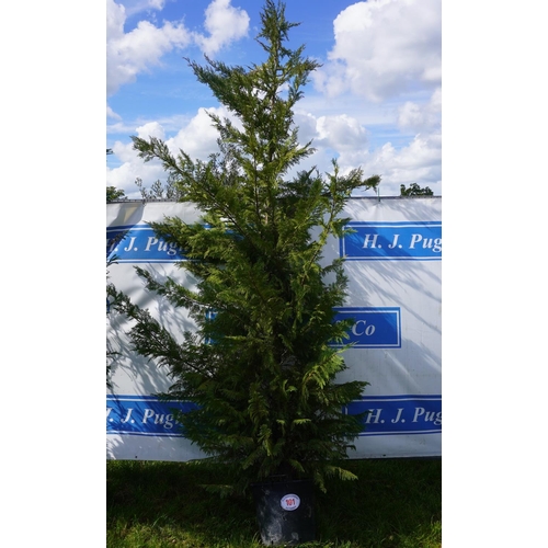 101 - Conifer 12ft +VAT