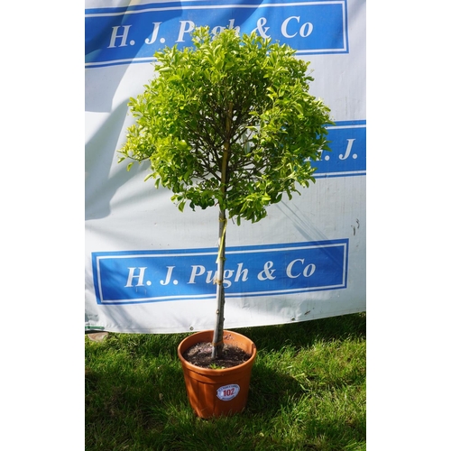 102 - Euonymus 5ft +VAT