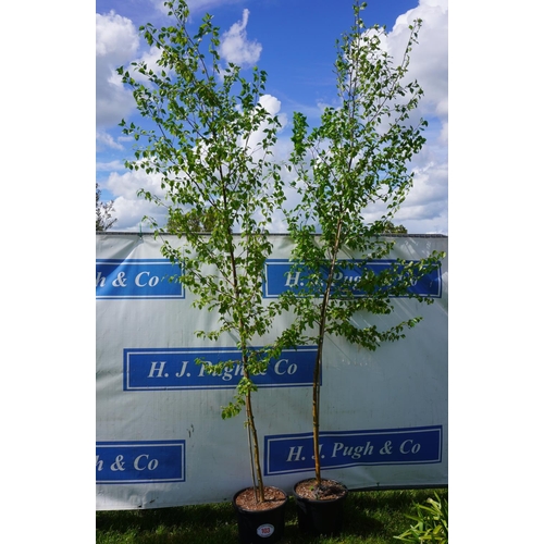 103 - Betula 2 - 10ft +VAT