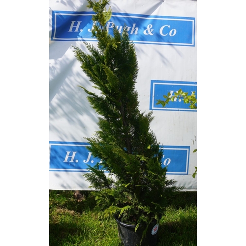 105 - Conifer 6ft