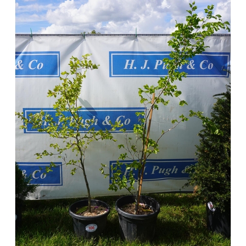 106 - Green Beech 2 - 6ft