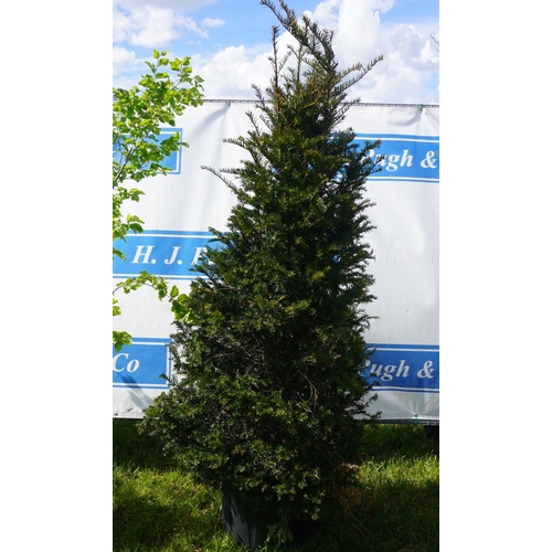 107 - Taxus 7ft