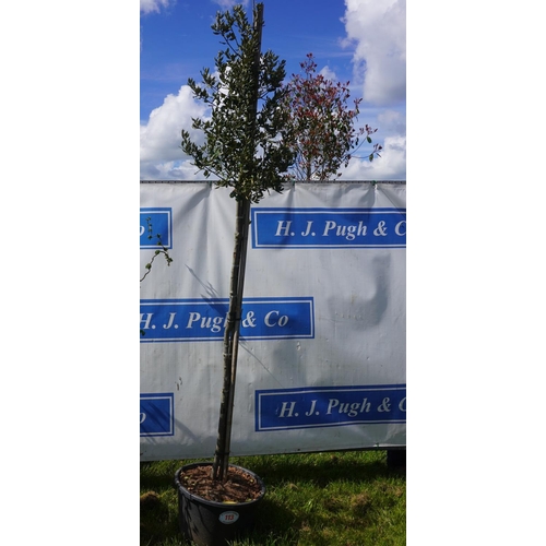 113 - Evergreen oak 10ft