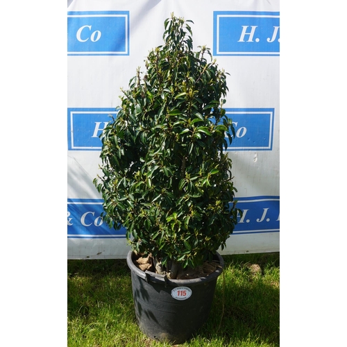 115 - Portugese Laurel 5ft