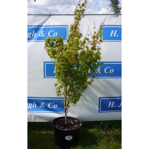 116 - Acer Sango Kaku 6ft