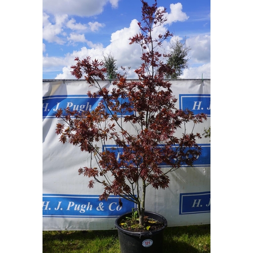 121 - Acer 7ft