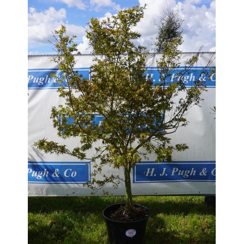 122 - Acer 7ft