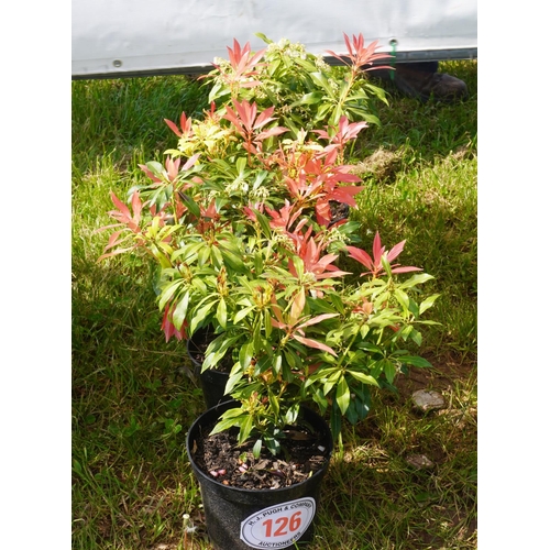 126 - Pieris Japonica 4