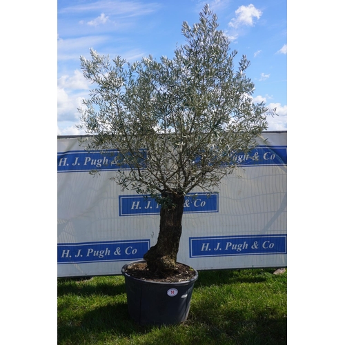 14 - Specimen Olive 10ft +vat