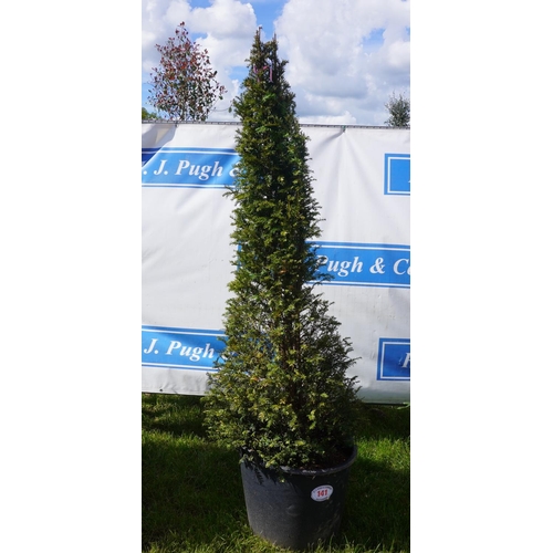 141 - Taxus 7ft