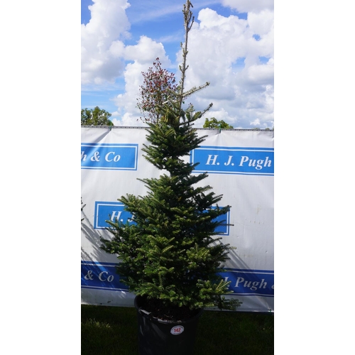 142 - Abies concolor 9ft