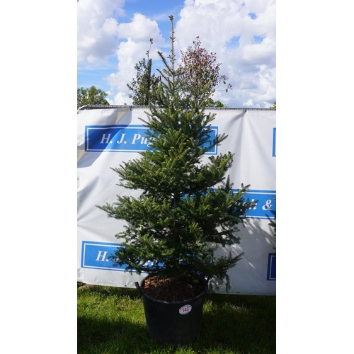 143 - Abies concolor 9ft