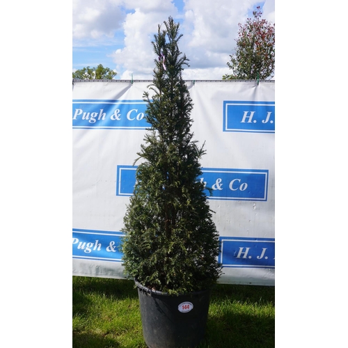 144 - Taxus 7ft