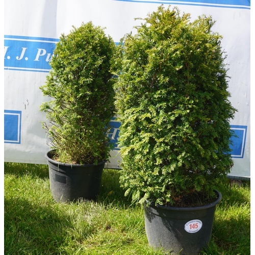 145 - Taxus 2 - 4ft