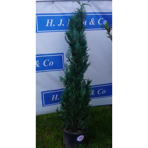 149 - Conifer 6ft