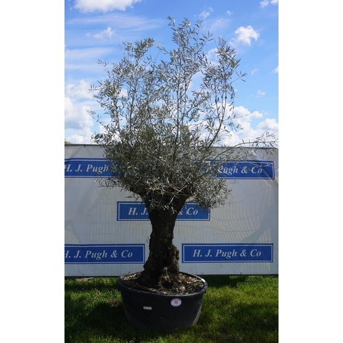 15 - Specimen Olive 10ft +vat