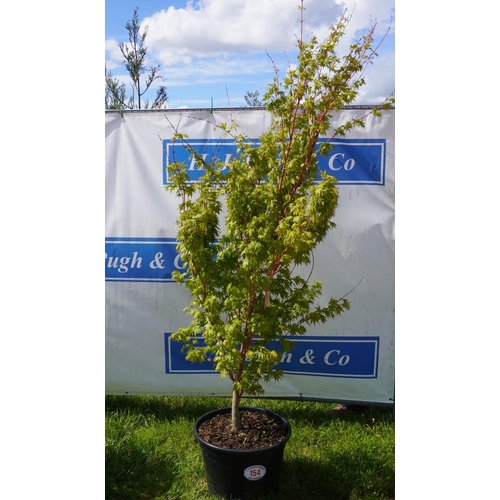 154 - Acer Sango Aaku 7ft