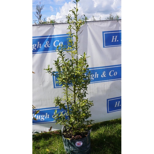 162 - Ilex 7ft +VAT