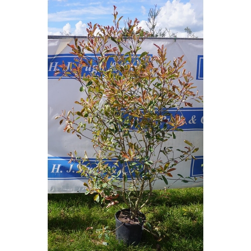 163 - Photula 6ft +VAT