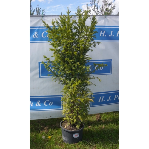 167 - Taxus 6ft +VAT