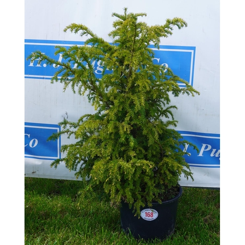 168 - Taxus 5ft +VAT