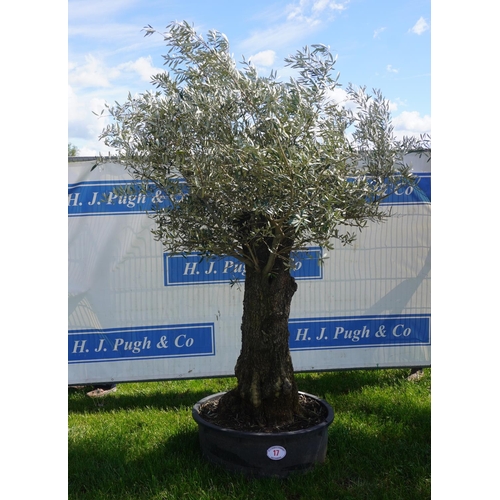 17 - Specimen Olive 9ft + vat