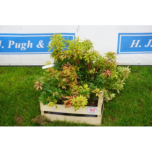 184 - Pieris Japonica 4 +VAT