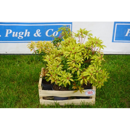 185 - Pieris Japonica 3 +VAT