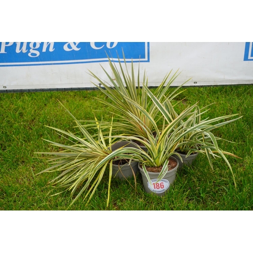 186 - Cordyline +VAT