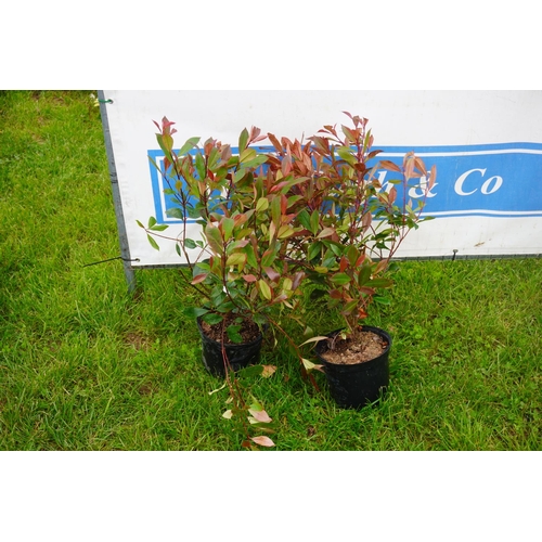 187 - Photinia 2 +VAT