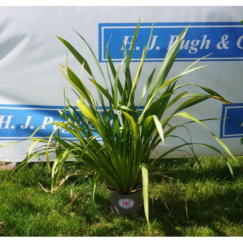 190 - Phormium +VAT