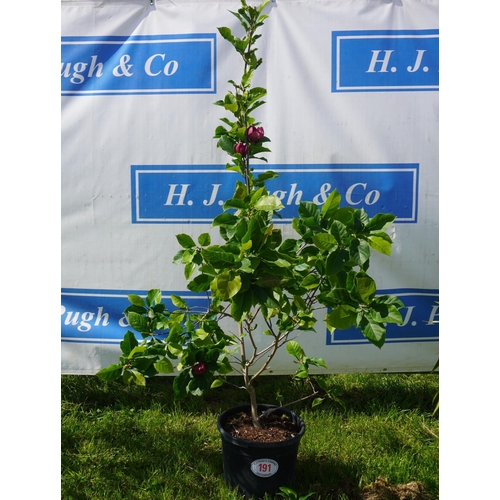 191 - Magnolia 6ft +VAT