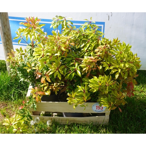 193 - Pieris Japonica 3 +VAT