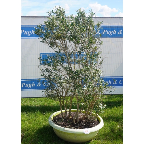 20 - Olive 7ft +vat