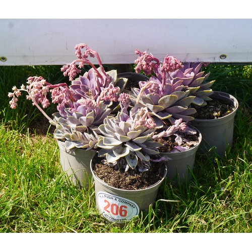 206 - Echeveria 5 +VAT