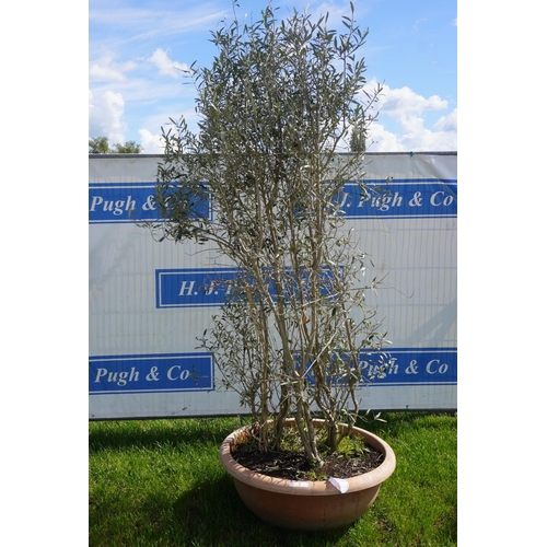 21 - Olive 8ft +VAT