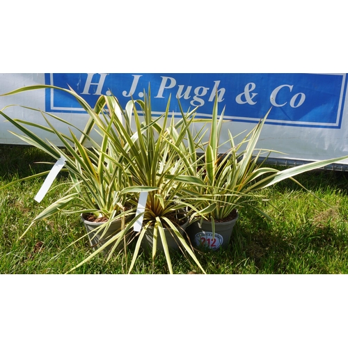 212 - Cordyline 5 +VAT