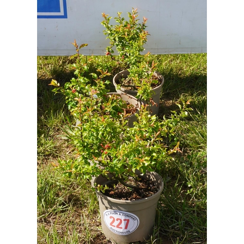 227 - Chaenomeles 4 +VAT