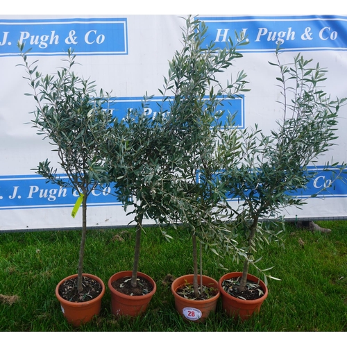 28 - Olive 4 - 4ft +VAT