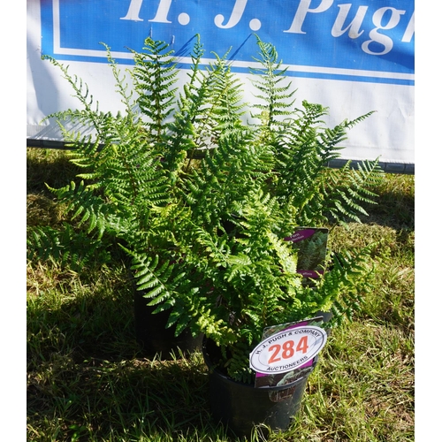 284 - Fern 5 +VAT