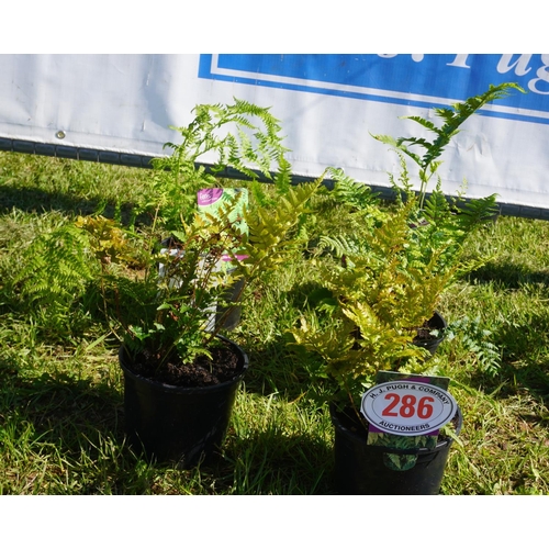 286 - Fern 5 +VAT