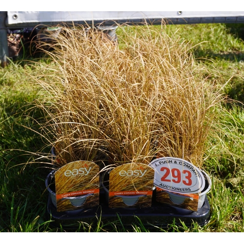 293 - Carex 15 +VAT