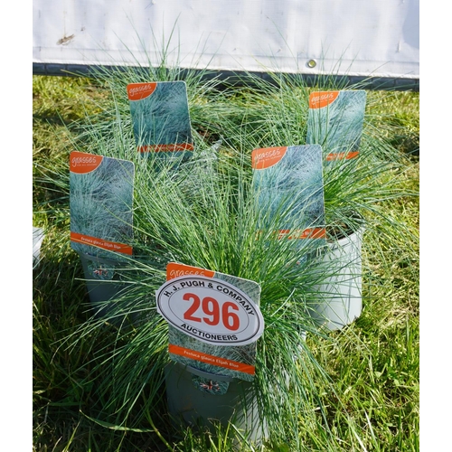 296 - Festuca 5 +VAT