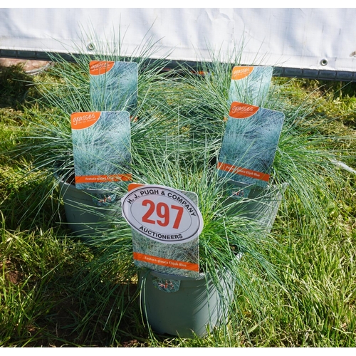 297 - Festuca 5 +VAT